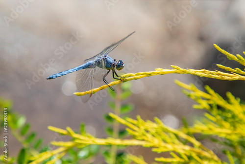 A colorful dragonfly balancing on a leaf.