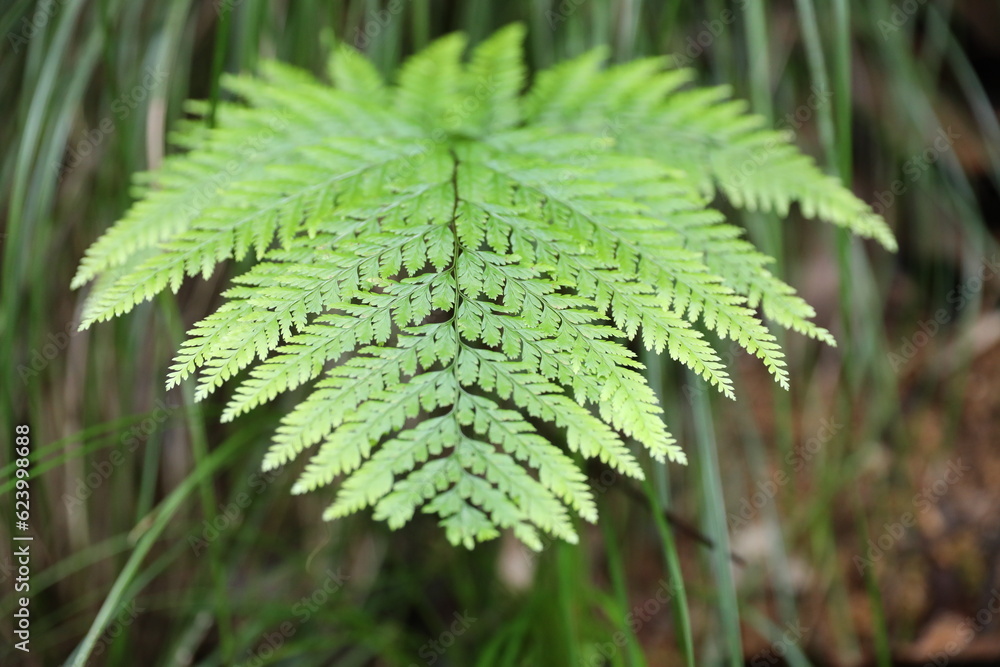 Davallia fern green leaf close up Davallia fern green leaf close up