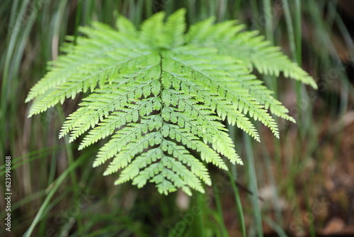 Davallia fern green leaf close up photo