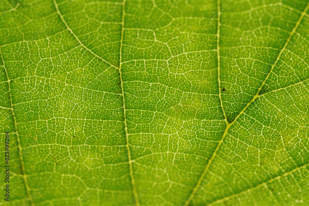 Leaf of a deciduous tree Leaf of a deciduous tree