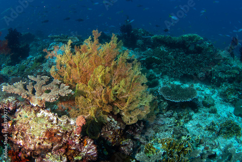Fototapeta Naklejka Na Ścianę i Meble -  Abundant sea near the Raja Ampat. Rich marine ecosystém in Indonesia. Exotic diving on the coral reef. 