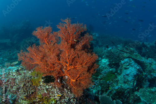 Abundant sea near the Raja Ampat. Rich marine ecosystém in Indonesia. Exotic diving on the coral reef. 
