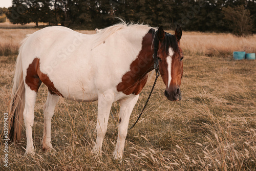 horse grazing in the field on the farm © Наталья Добровольска
