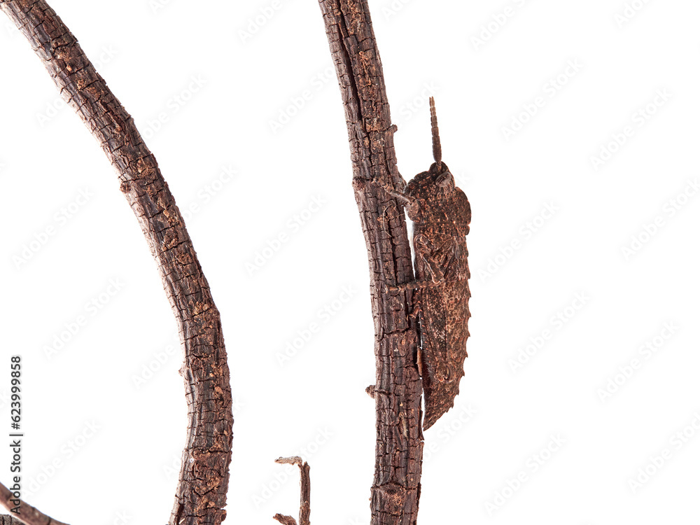 Fototapeta premium Shieldback locusts grasshopper on a white background. Genus Acinipe