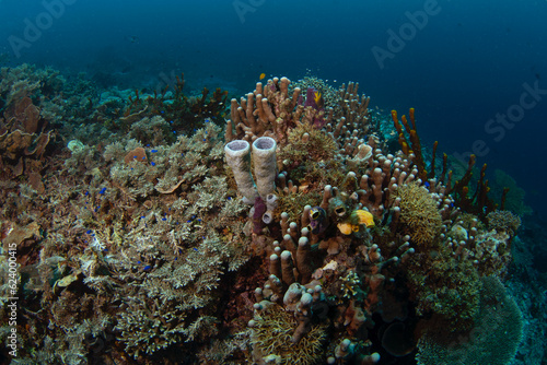 Abundant sea near the Raja Ampat. Rich marine ecosystém in Indonesia. Exotic diving on the coral reef.  photo