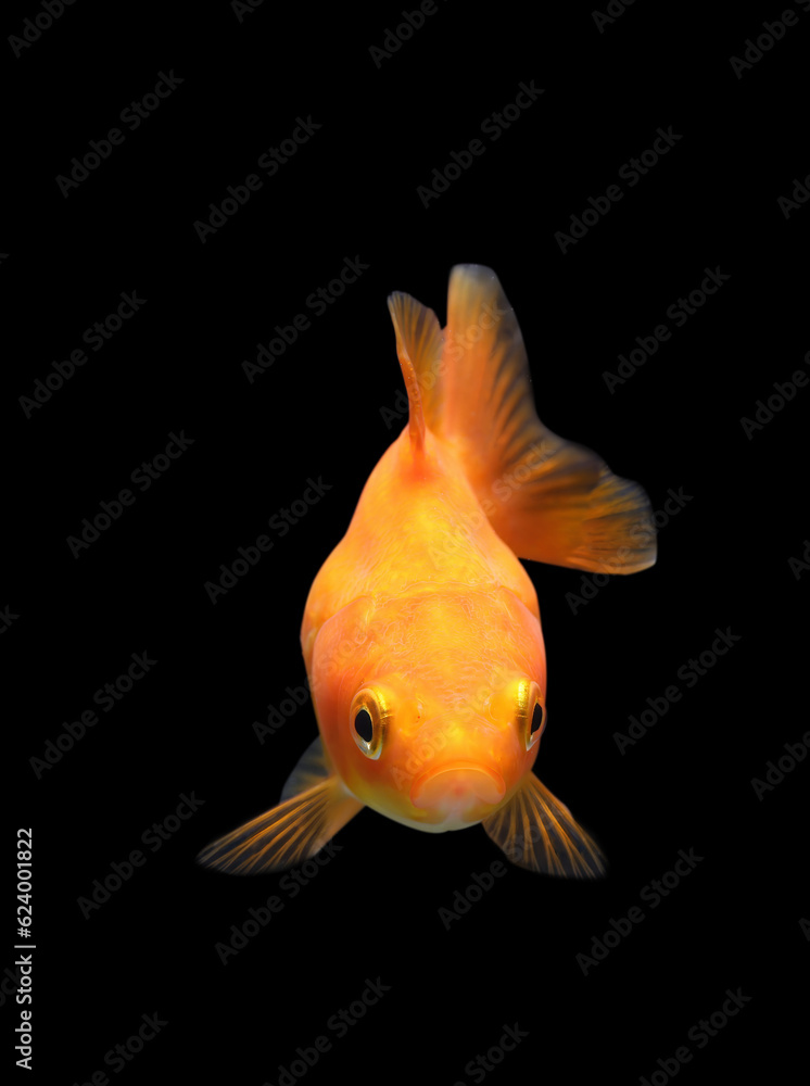 Goldfish isolated on black background. Goldenfish isolated on black background. Thailand.