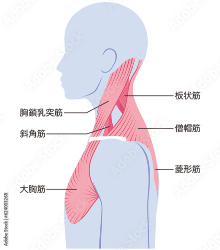 首の筋肉の構造　名称 photo