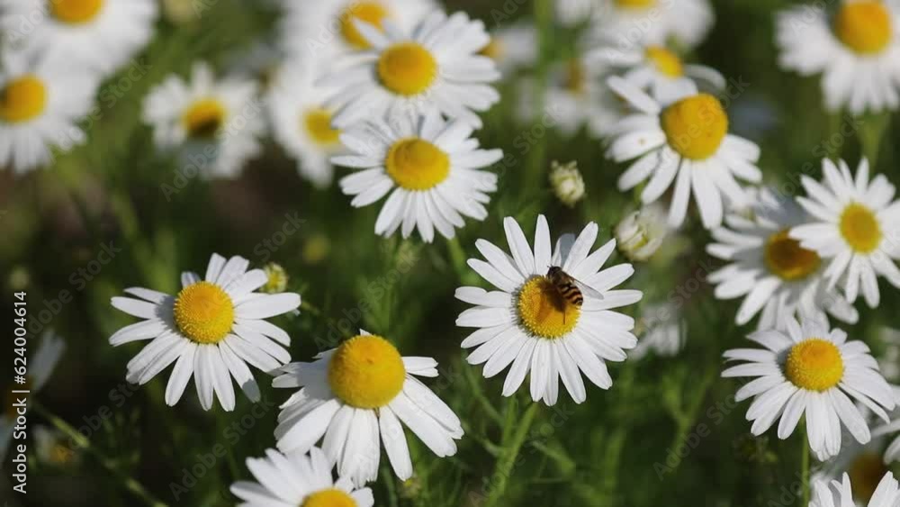 Matricaria chamomilla. Wild chamomile flowers close-up in a meadow in Siberia Matricaria chamomilla. Wild chamomile flowers close-up in a meadow in Siberia