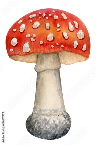 Watercolor drawing of mushroom. A fly agarics. Made by hand.