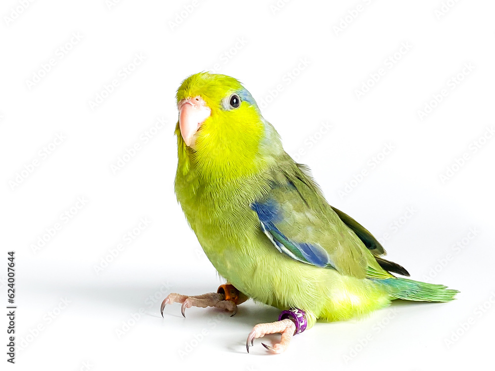 Fototapeta premium Forpus parrot bird on the white background