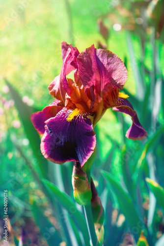 red and yellow iris