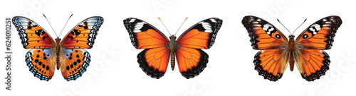 Colored butterfly isolated on white clip art © Diana