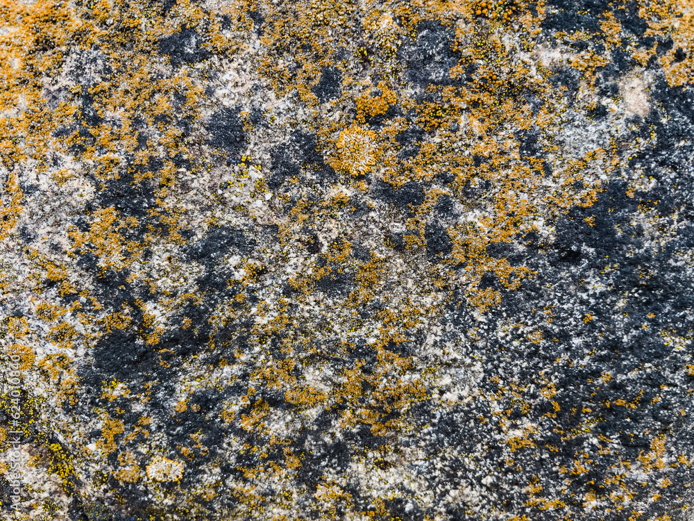 texture of stone with yellow moss close up texture of stone with yellow moss close up