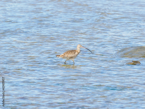 Curlew in water