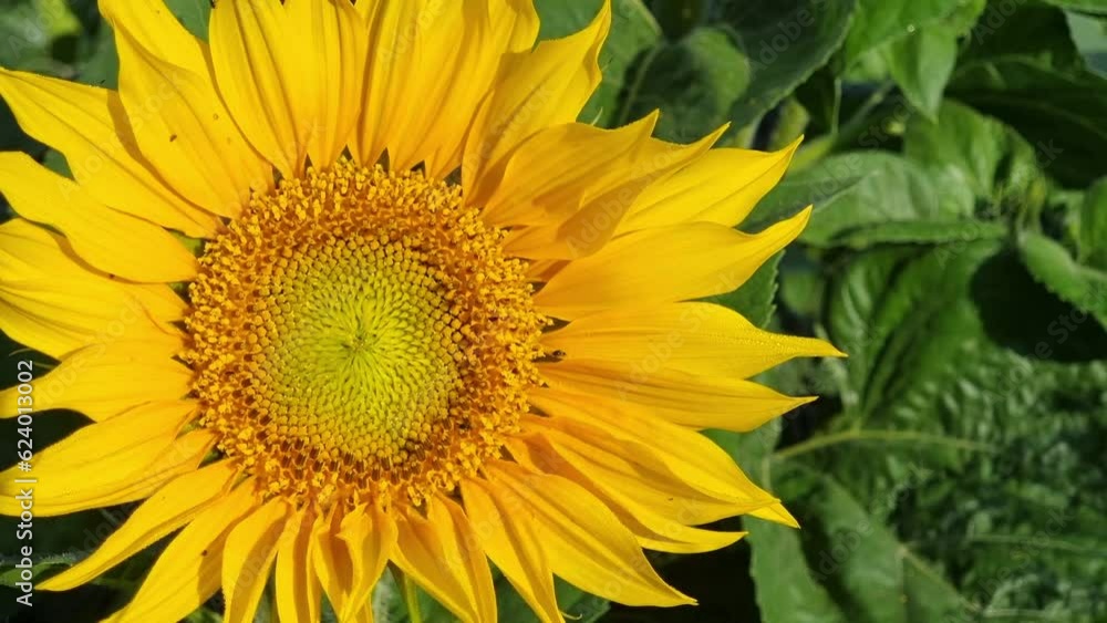 Close-up of a large yellow blooming sunflower with small flies and bugs basking in the sun. Close-up of a large yellow blooming sunflower with small flies and bugs basking in the sun.