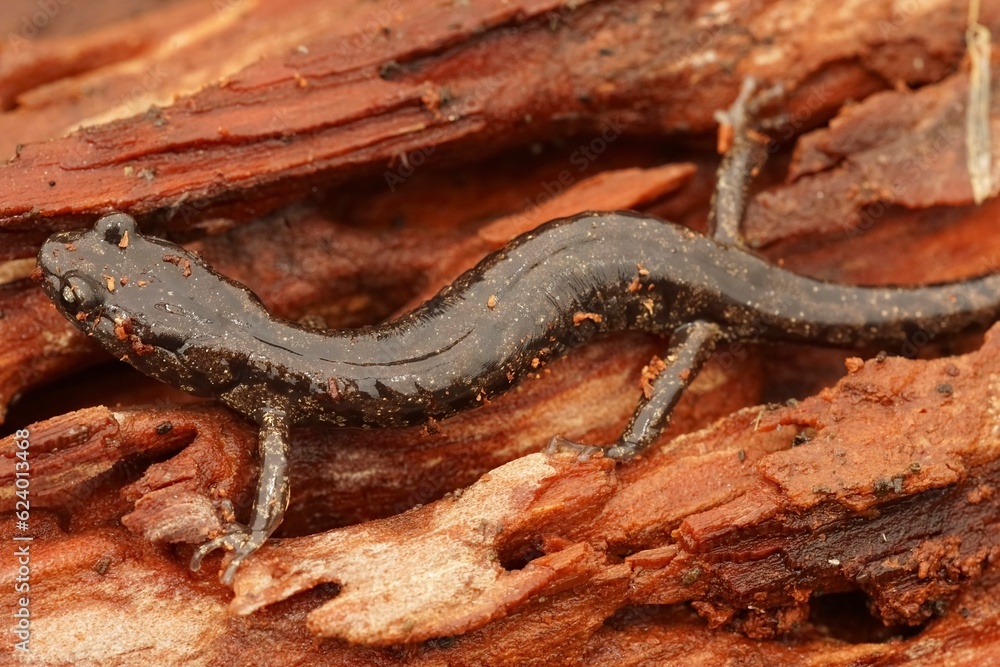 Fototapeta premium Closeup on a gorgeous colored adult Clouded salamander, Aneides ferreus sitting on in redwood in northern California
