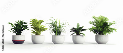 Pot plant set different potted plants in ceramic pots. Home potted plants. 
