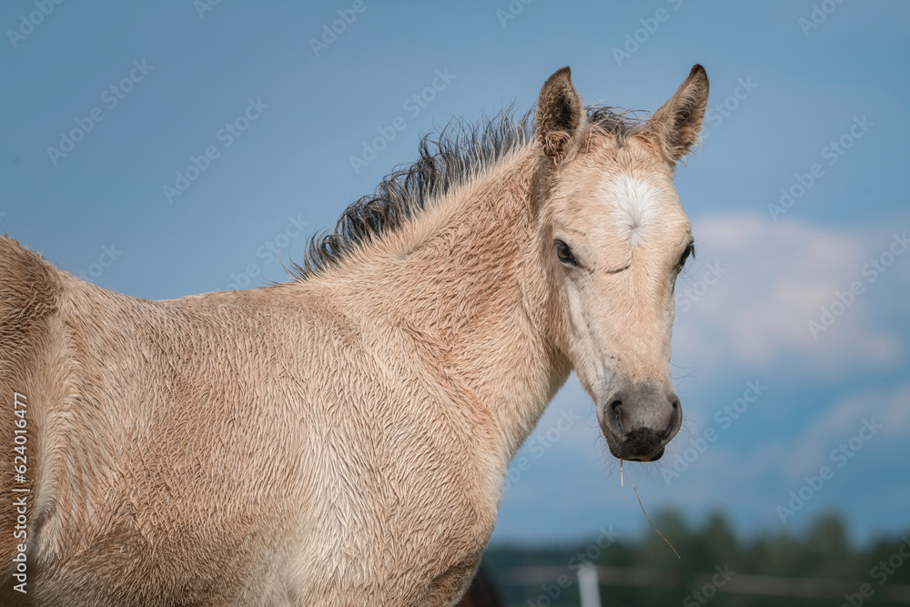 Fototapeta premium Belarusian draft horses graze on a summer field.