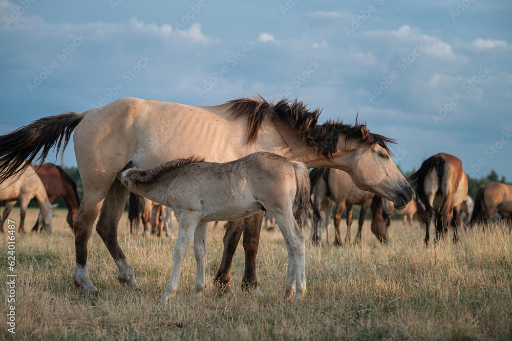 Belarusian draft horses graze on a summer field. Belarusian draft horses graze on a summer field.