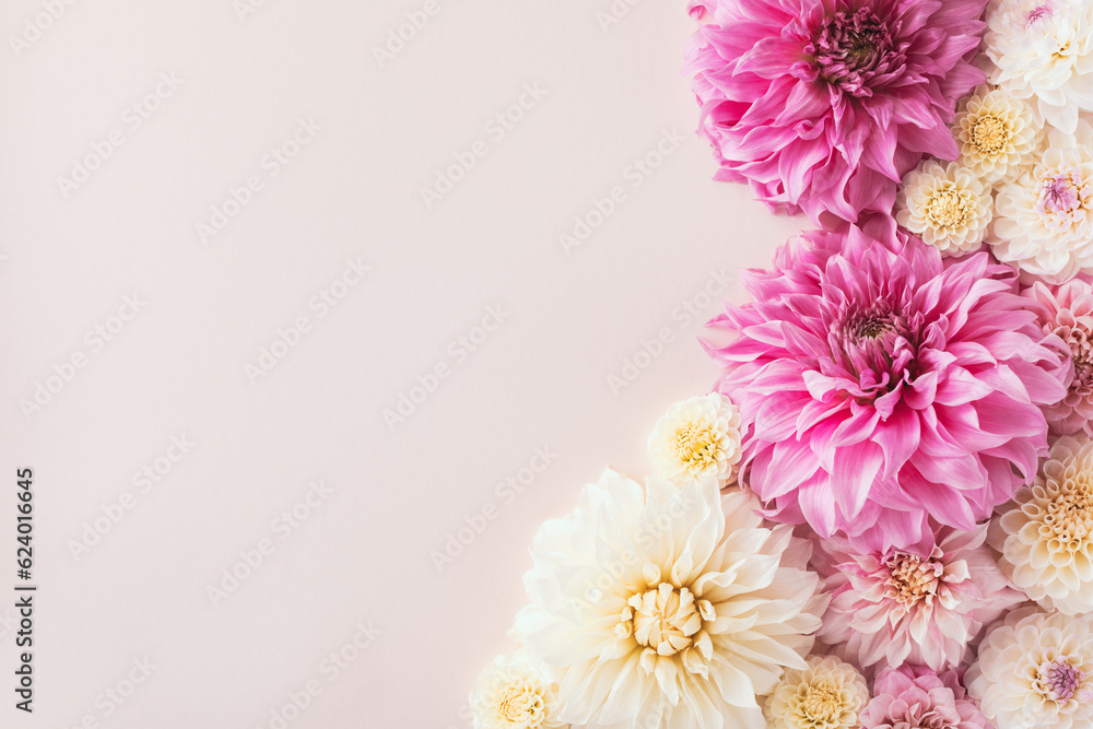 Colorful autumn dahlia flowers on pastel background top view.