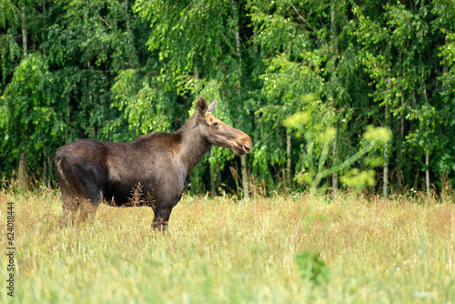 A female moose standing in tall grass in front of a forest, eastern Poland