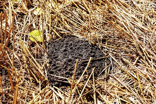 Mole roost in the field among wheat straw.