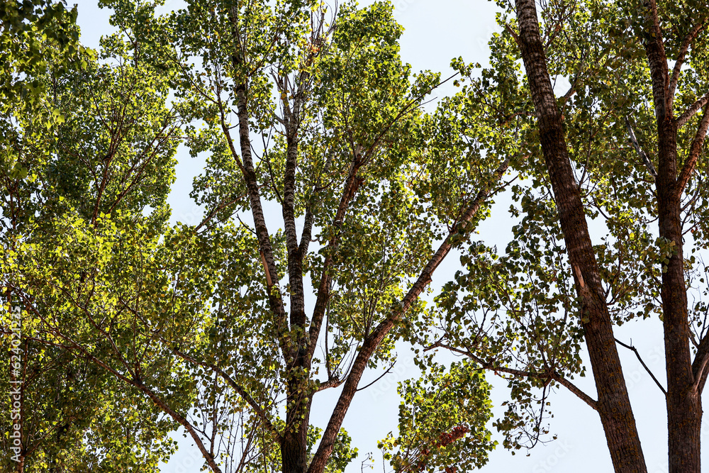 Obraz premium Big trees in summer forest.