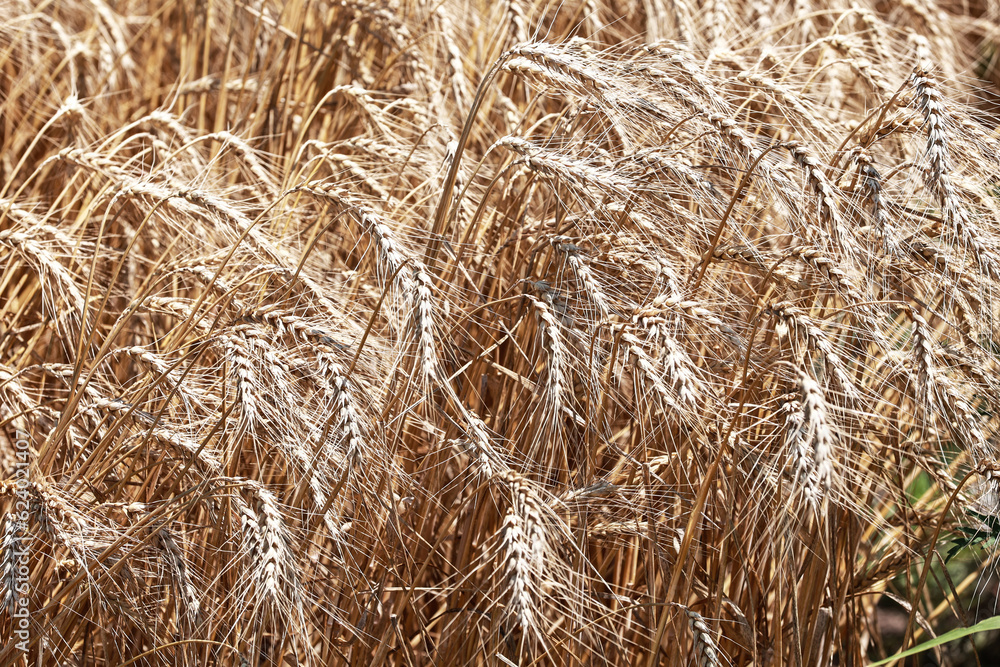 Wheat in the field in July. Wheat in the field in July.