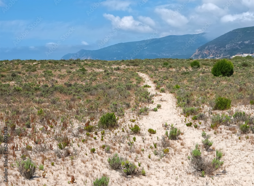 Beautiful nature with dunes and plants in Troia Peninsula Portugal Beautiful nature with dunes and plants in Troia Peninsula Portugal