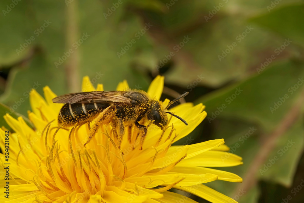 Closeup on a Red-legged furrow bee, Halictus rubicundus sitting on a yellow dandelion flower in north Oregon, US Closeup on a Red-legged furrow bee, Halictus rubicundus sitting on a yellow dandelion flower in north Oregon, US