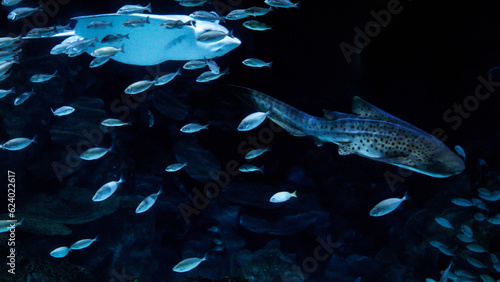Underwater shot of stingray and shark swimming with school of fishes over coral reef