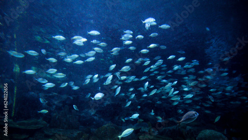 Stingray, sharks and fishes swimming in big aquarium. Abstract underwater background or backdrop