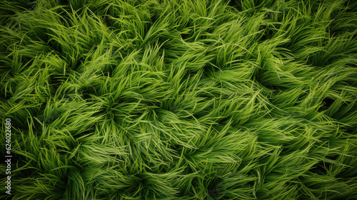 Green grass, top view background texture. Home garden lawn, sports field. AI generated.