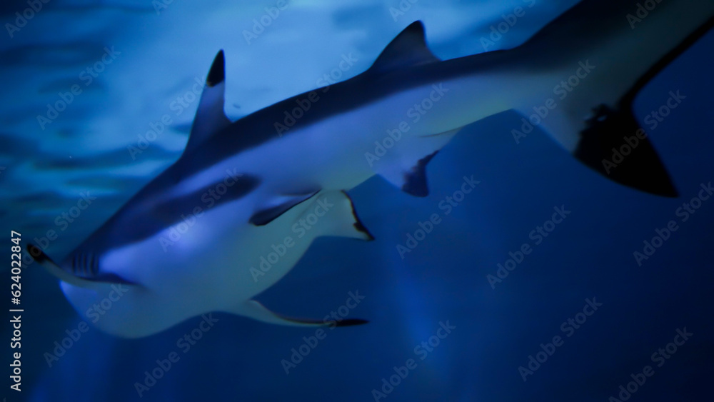 Two sharks swimming in sea water aquarium. Abstract underwater background or backdrop