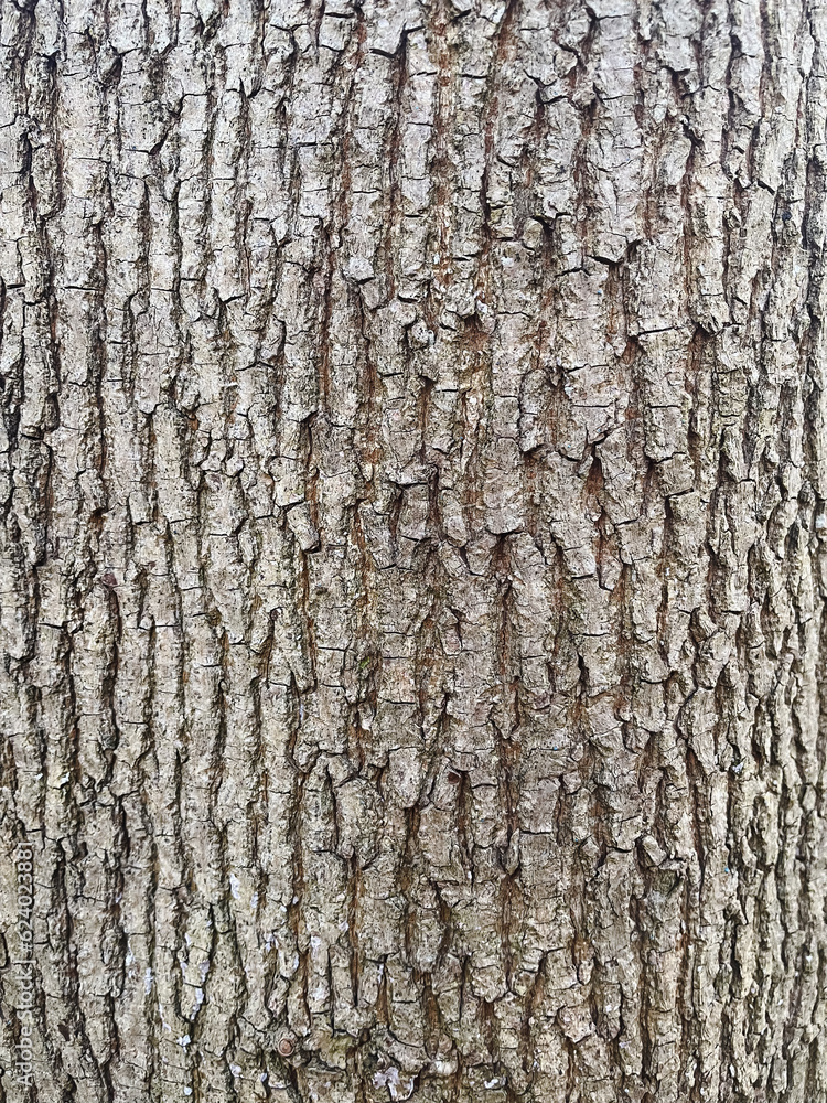 bark of a tree bark of a tree