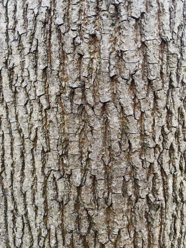 Obraz premium bark of a tree