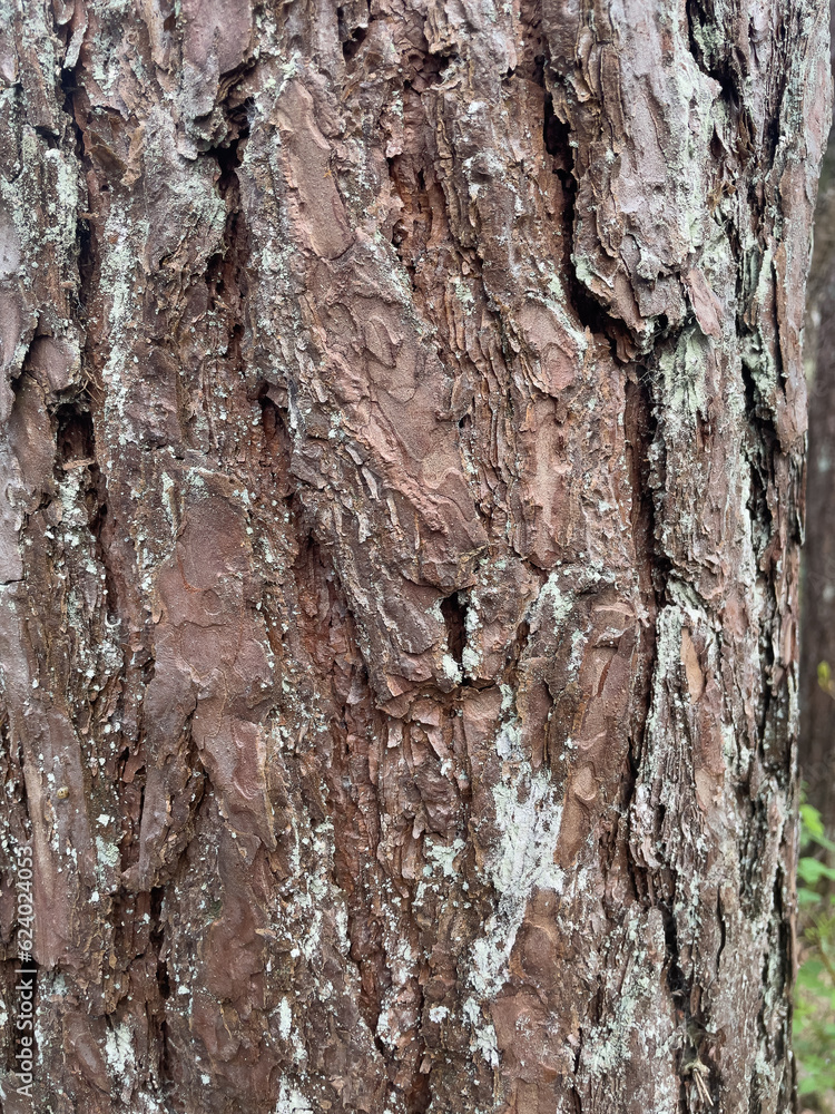 texture of bark of the tree close up texture of bark of the tree close up