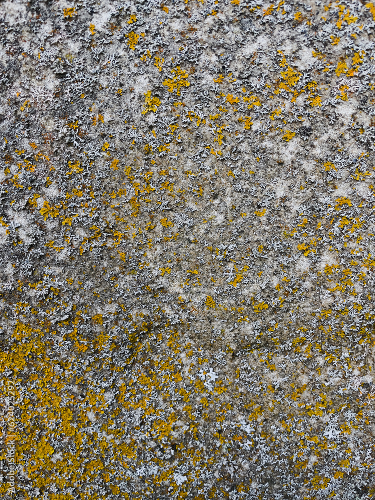 yellow lichen on stone close up texture yellow lichen on stone close up texture