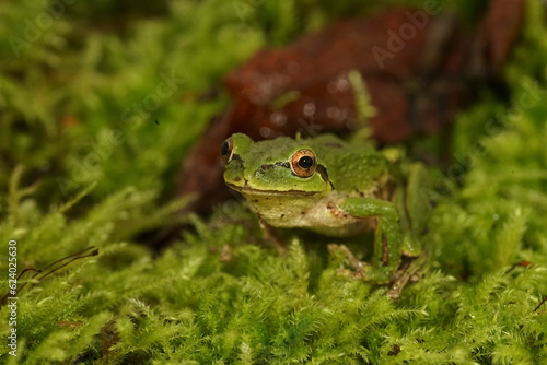 Closeup on a cute green, Pacific treefrog, Pseudacris regilla, sitting on moss in north Oregon