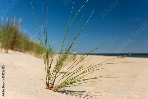 Sand dunes and grass over the Baltic Sea at sunny day. Beautiful summer landscape with sea view. Hel, Poland
