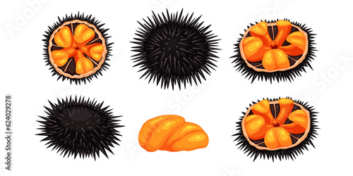 Fotografi Sea urchin isolated on white background, vector illustration