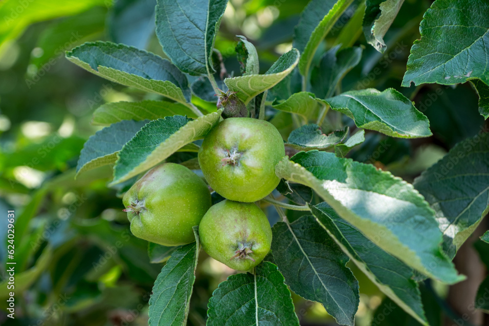 Frutas de manzana en una plantación de Sudtirol Frutas de manzana en una plantación de Sudtirol