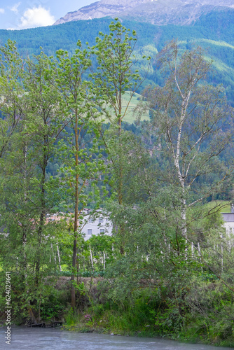 Árboleda junto al río Adigio en el pueblo de Lasa, provincia de Bolzano en Sudtirol, Italia