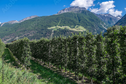 Campos de cultivo de manzanas en Sudtirol