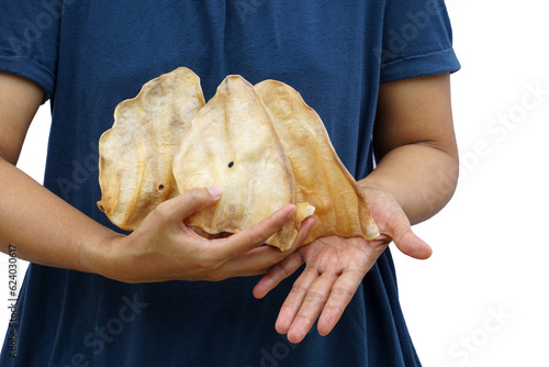 The pet's hand held the dried cow's ear close to its body. Dehydrated ox ears are a nutritious food suitable for dogs and animals that require a snack. Photo isolate.