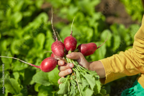 Harvest radishes in the hands of a child in a backyard garden