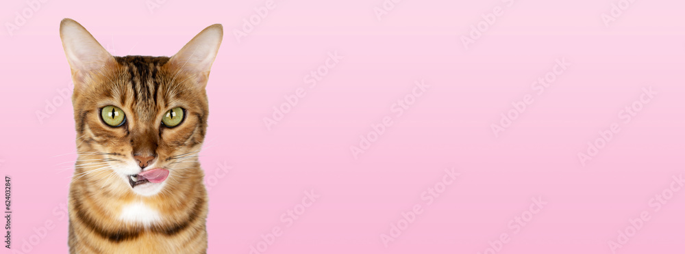 Isolated domestic cat on a white background. The cat licks its lips.