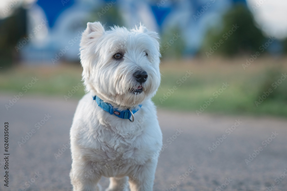 Portrait of a beautiful young west highland white terrier on a sunny day. Portrait of a beautiful young west highland white terrier on a sunny day.