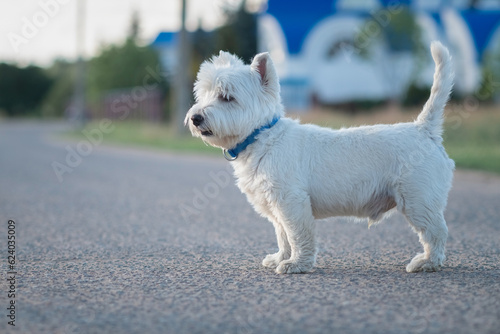 Portrait of a beautiful young west highland white terrier on a sunny day. © shymar27