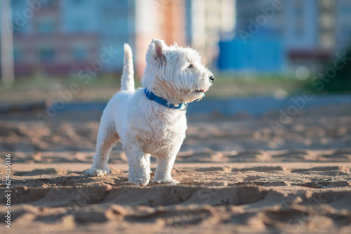 Portrait of a beautiful young west highland white terrier on a sunny day.